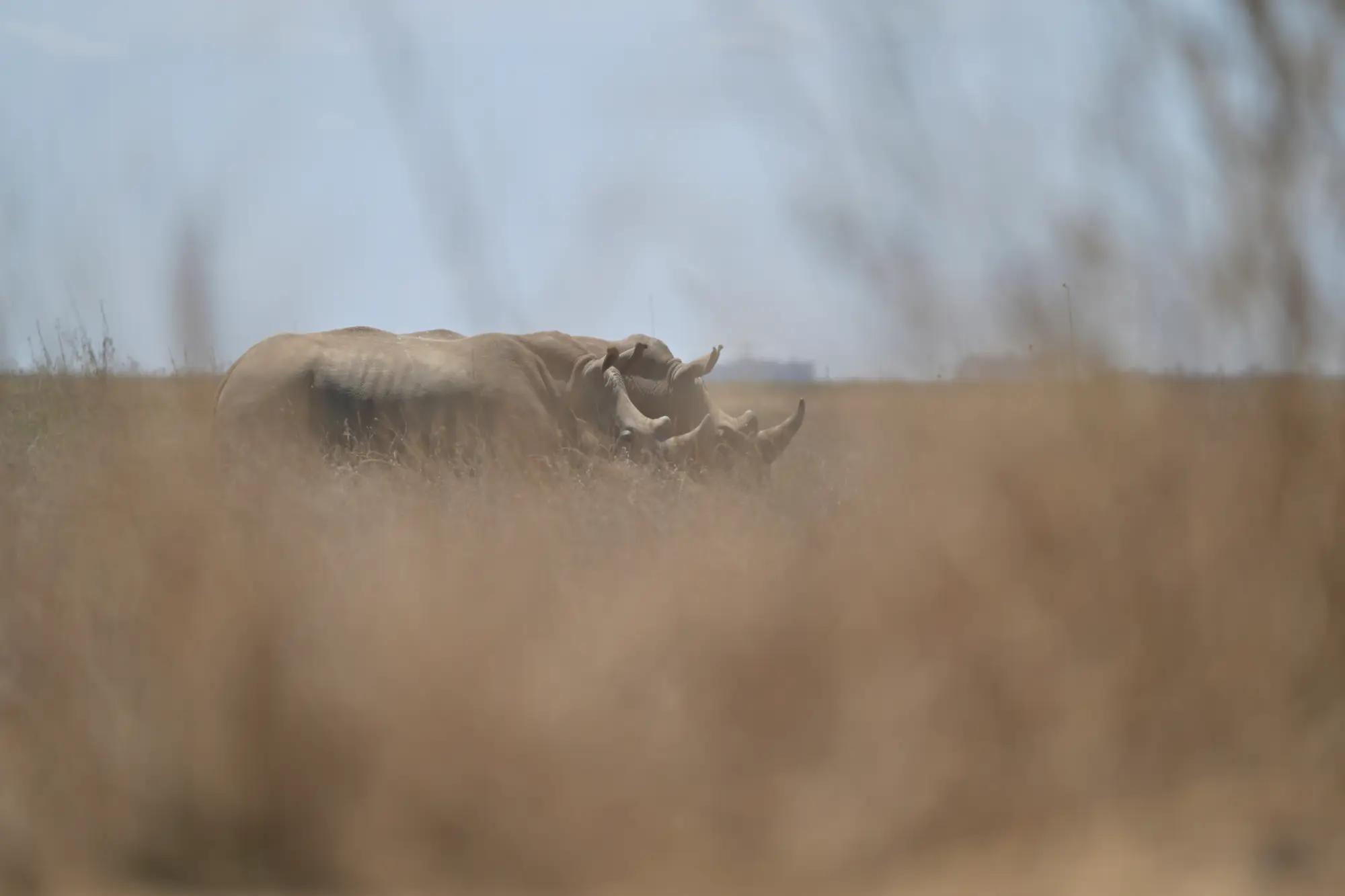 A pair of white rhino half-hidden in tall dry grass, pale hides against a bleached horizon