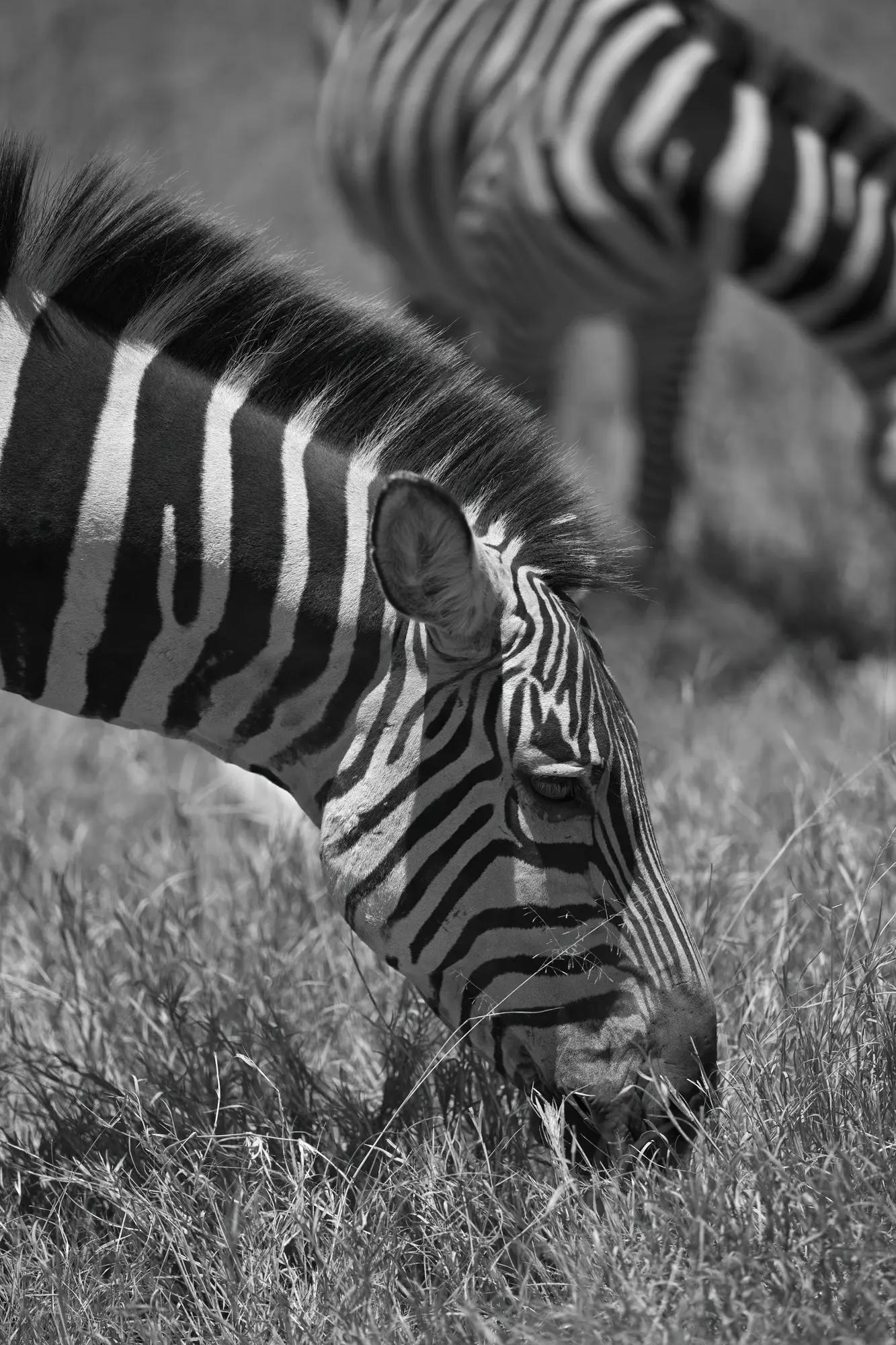 Zebra head down in grass filling the frame, stripes doubled by a second zebra behind